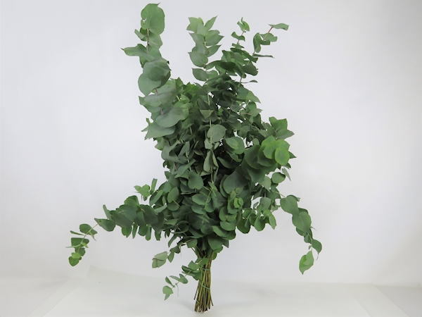 Eucalyptus Stuartiana