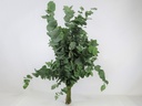 Eucalyptus Stuartiana
