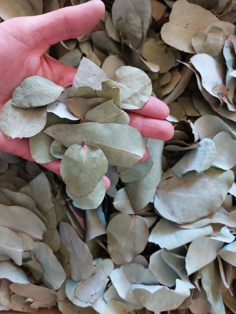 Eucalyptus Stuartiana