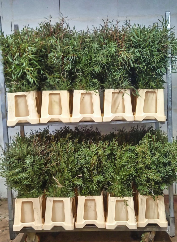 Eucalyptus Nicoly