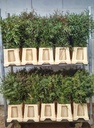 Eucalyptus Nicoly