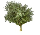 Eucalyptus Nicoly