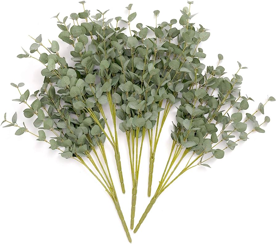 Eucalyptus Gunnii
