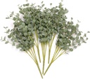 Eucalyptus Gunnii
