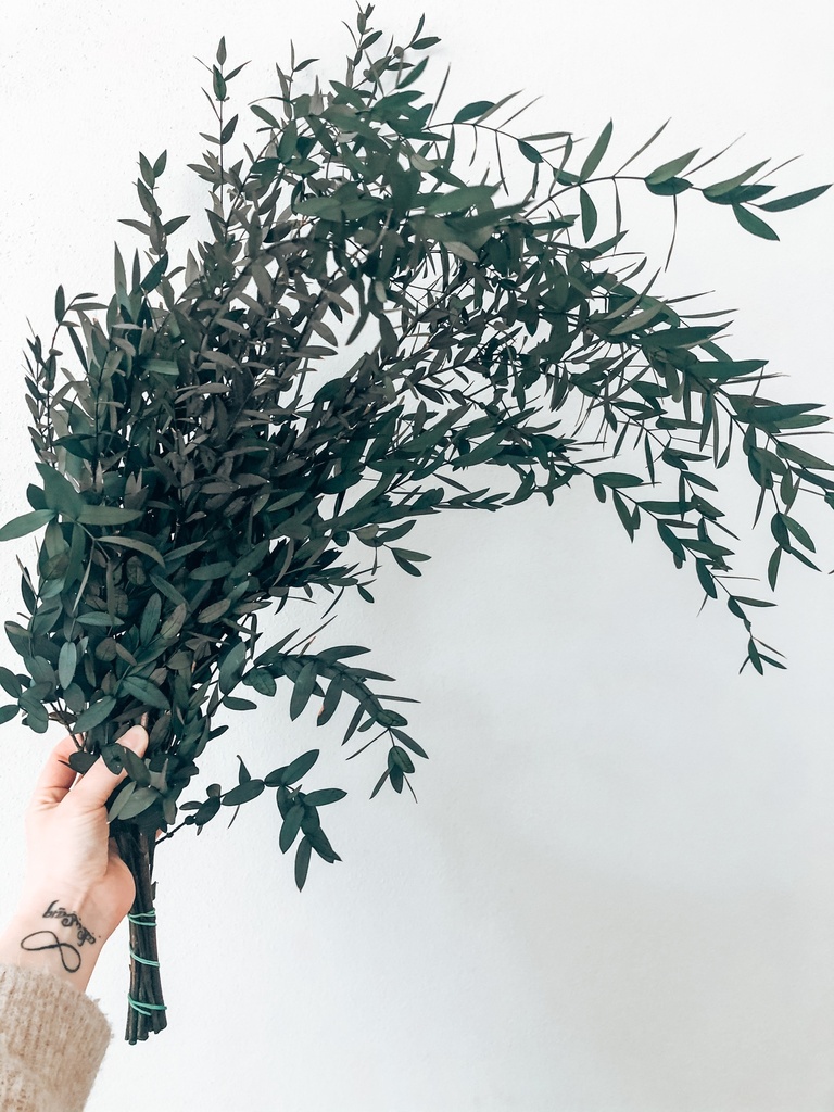 Eucalyptus Parvifolia