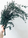 Eucalyptus Parvifolia