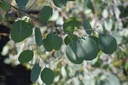 Eucalyptus Populus medaglia