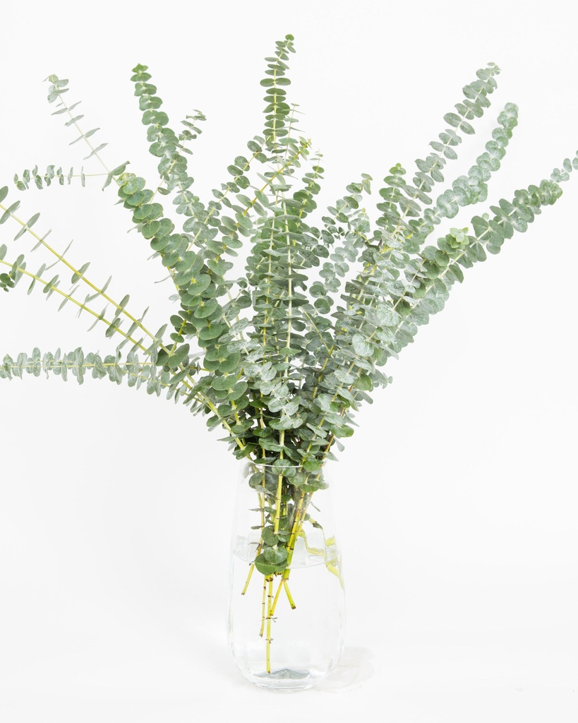 Eucalyptus Pulverulenta