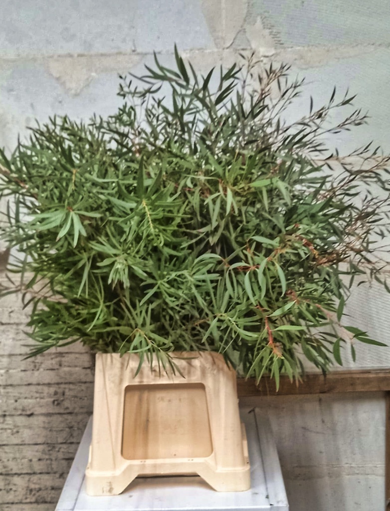 Eucalyptus Nicoly