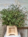 Eucalyptus Nicoly