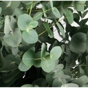 Eucalyptus Stuartiana