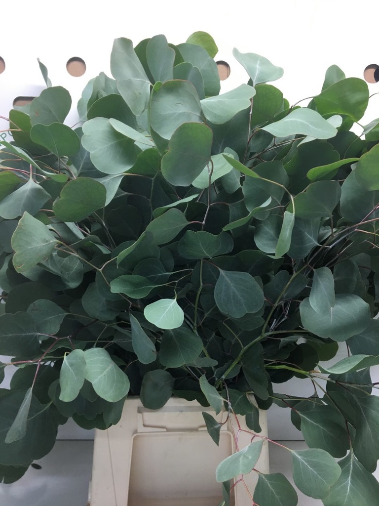 Eucalyptus Populus medaglia