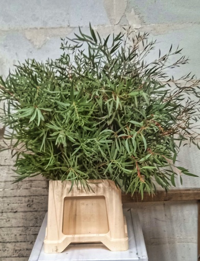 Eucalyptus Nicoly