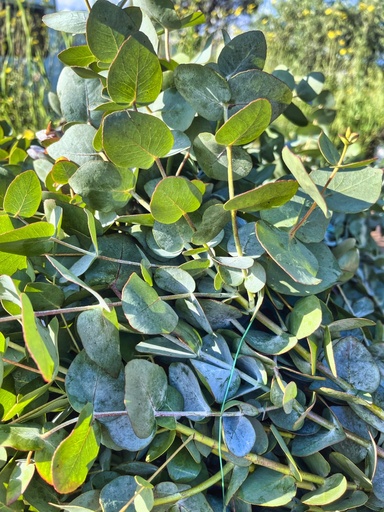 Eucalyptus Cinerea