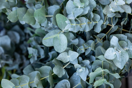 Eucalyptus Baby Blue