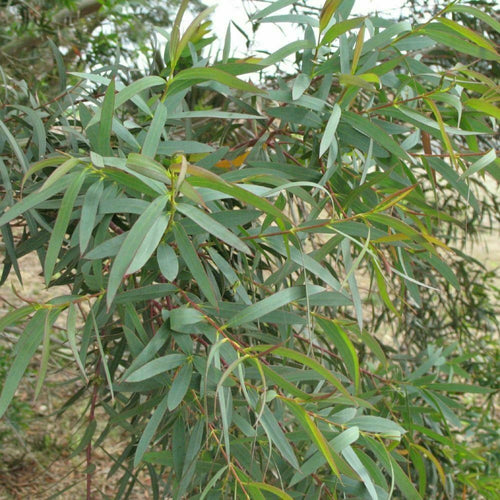 Eucalyptus Parvifolia