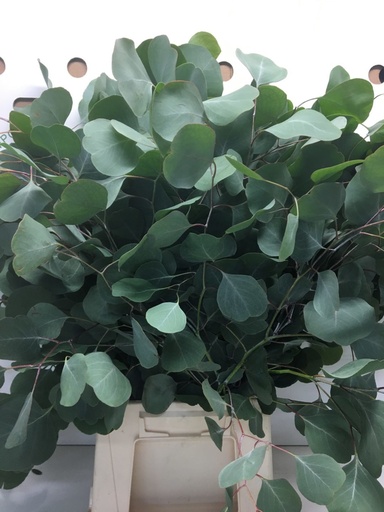 Eucalyptus Populus medaglia