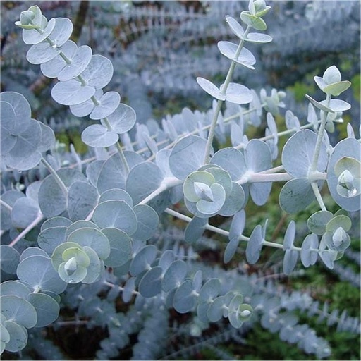 Eucalyptus Pulverulenta