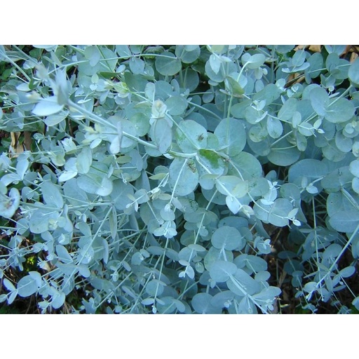 Eucalyptus Gunnii